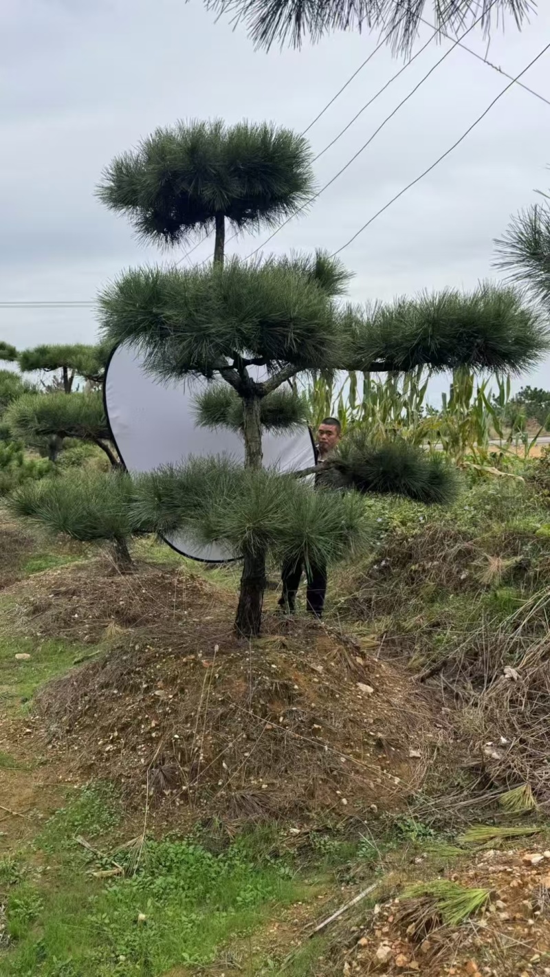 造型松，粗度8厘米-25厘米，价格优惠欢迎来电洽谈。