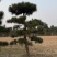 造型松，粗度8厘米-25厘米，价格优惠欢迎来电洽谈。
