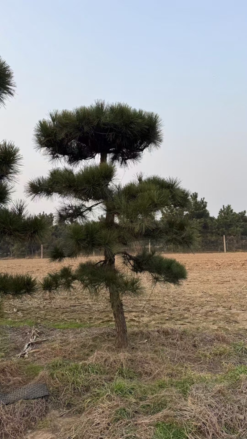 造型松，粗度8厘米-25厘米，价格优惠欢迎来电洽谈。