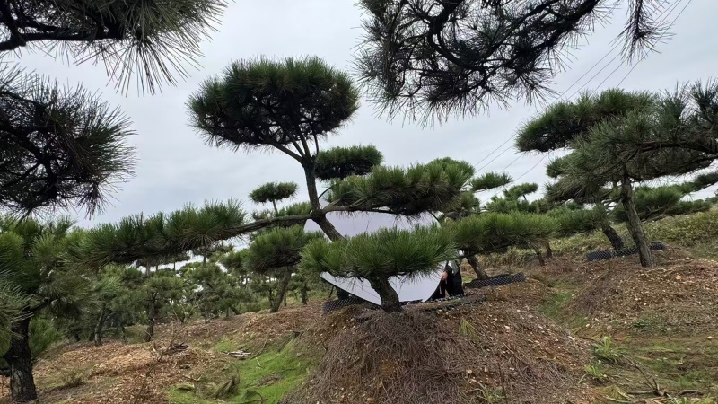 造型松，粗度8厘米-25厘米，价格优惠欢迎来电洽谈。