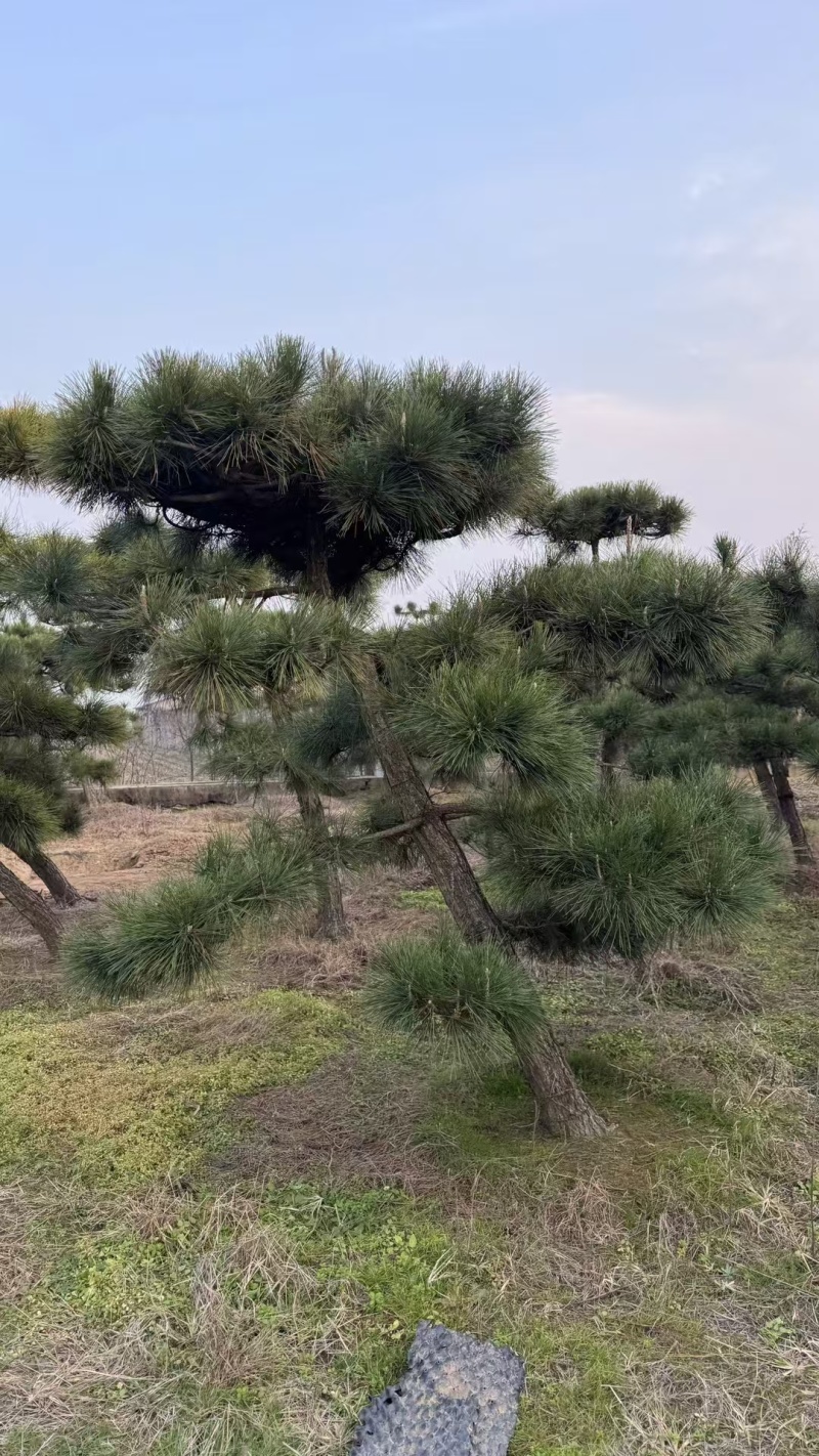 造型松，粗度8厘米-25厘米，价格优惠欢迎来电洽谈。