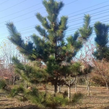 黑松工程树，粗度5-20cm，高度2-8米，价格优惠，