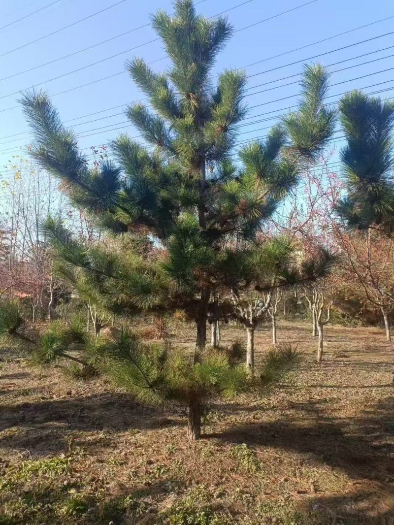 黑松工程树，粗度5-20cm，高度2-8米，价格优惠，