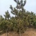 黑松工程树，粗度5-20cm，高度2-8米，价格优惠，