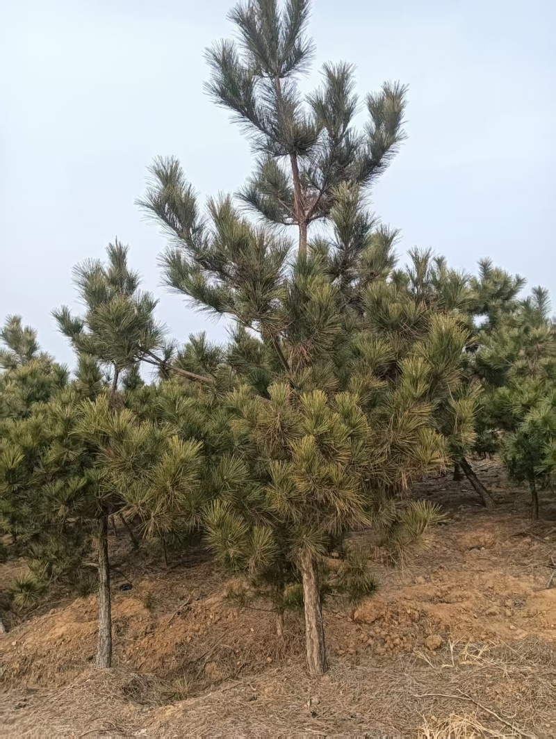黑松工程树，粗度5-20cm，高度2-8米，价格优惠，