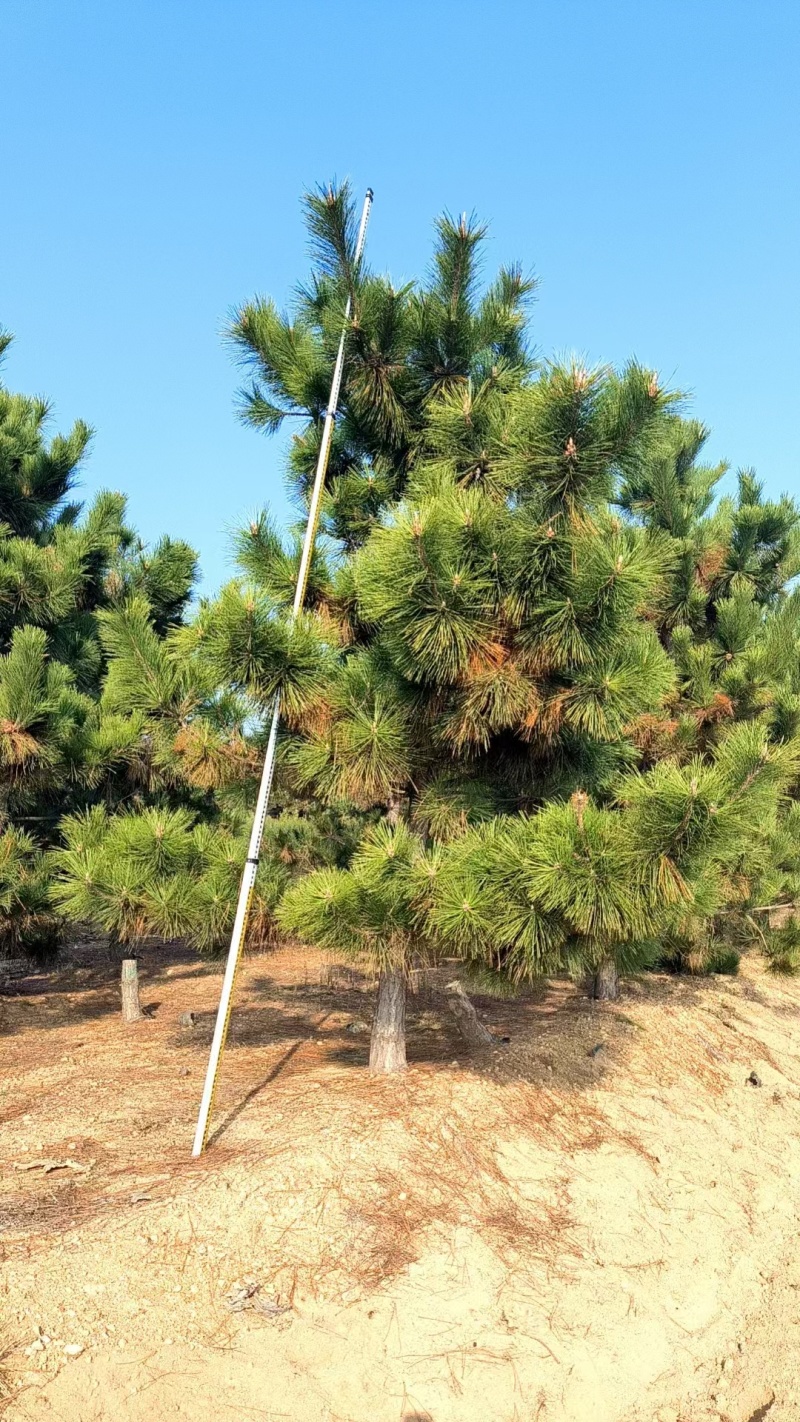 黑松工程树，粗度5-20cm，高度2-8米，价格优惠，
