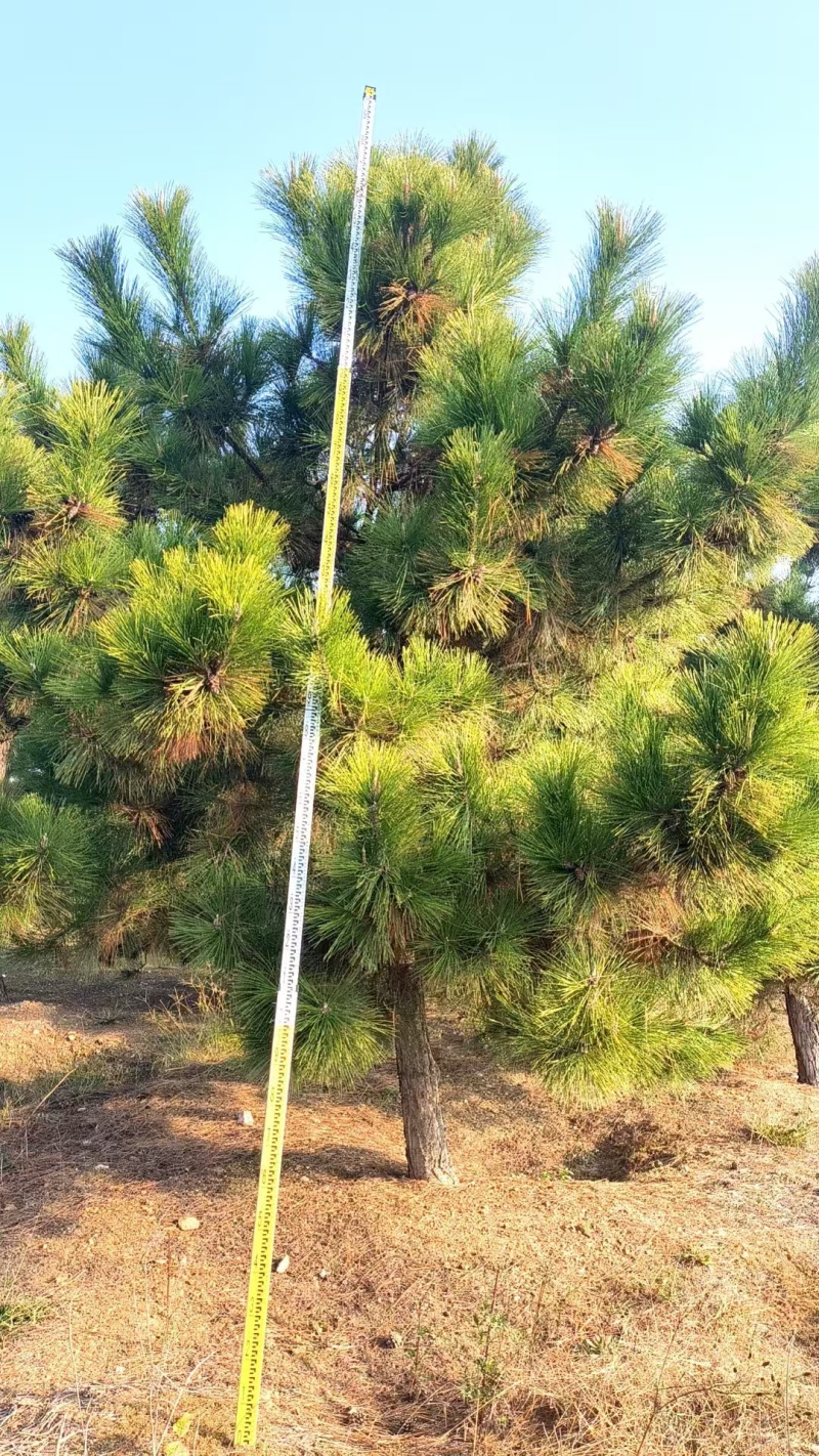 黑松工程树，粗度5-20cm，高度2-8米，价格优惠，