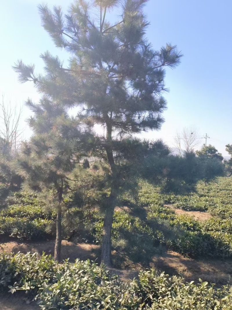 黑松工程树，粗度5-20cm，高度2-8米，价格优惠，