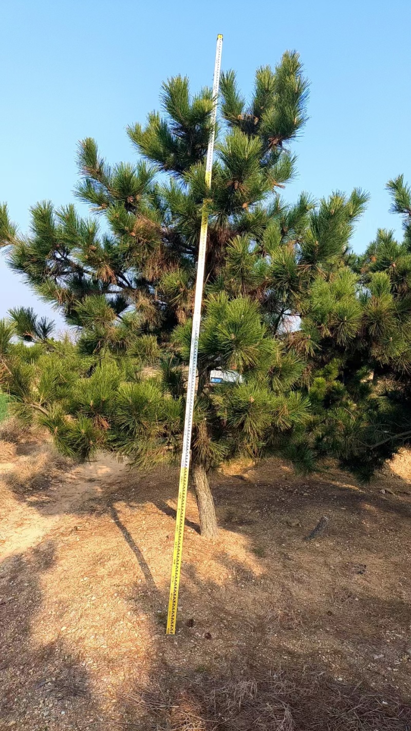 黑松工程树，粗度5-20cm，高度2-8米，价格优惠，
