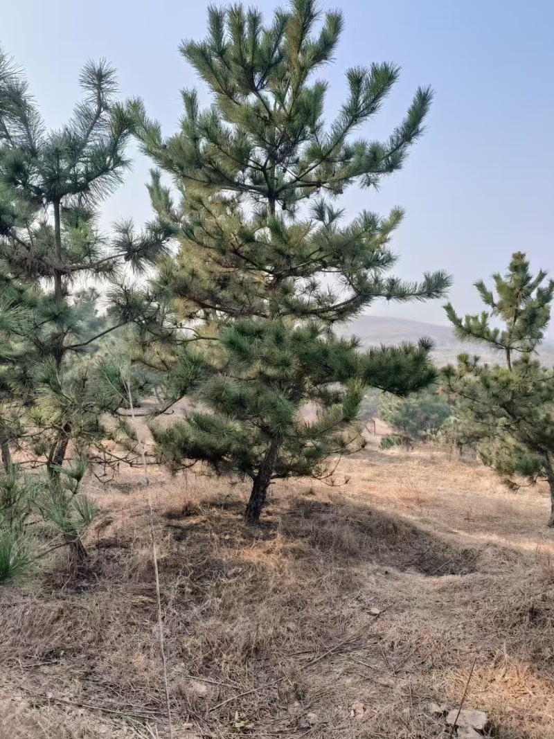 黑松工程树，粗度5-20cm，高度2-8米，价格优惠，
