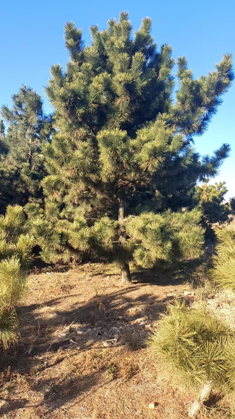 黑松工程树，粗度5-20cm，高度2-8米，价格优惠，