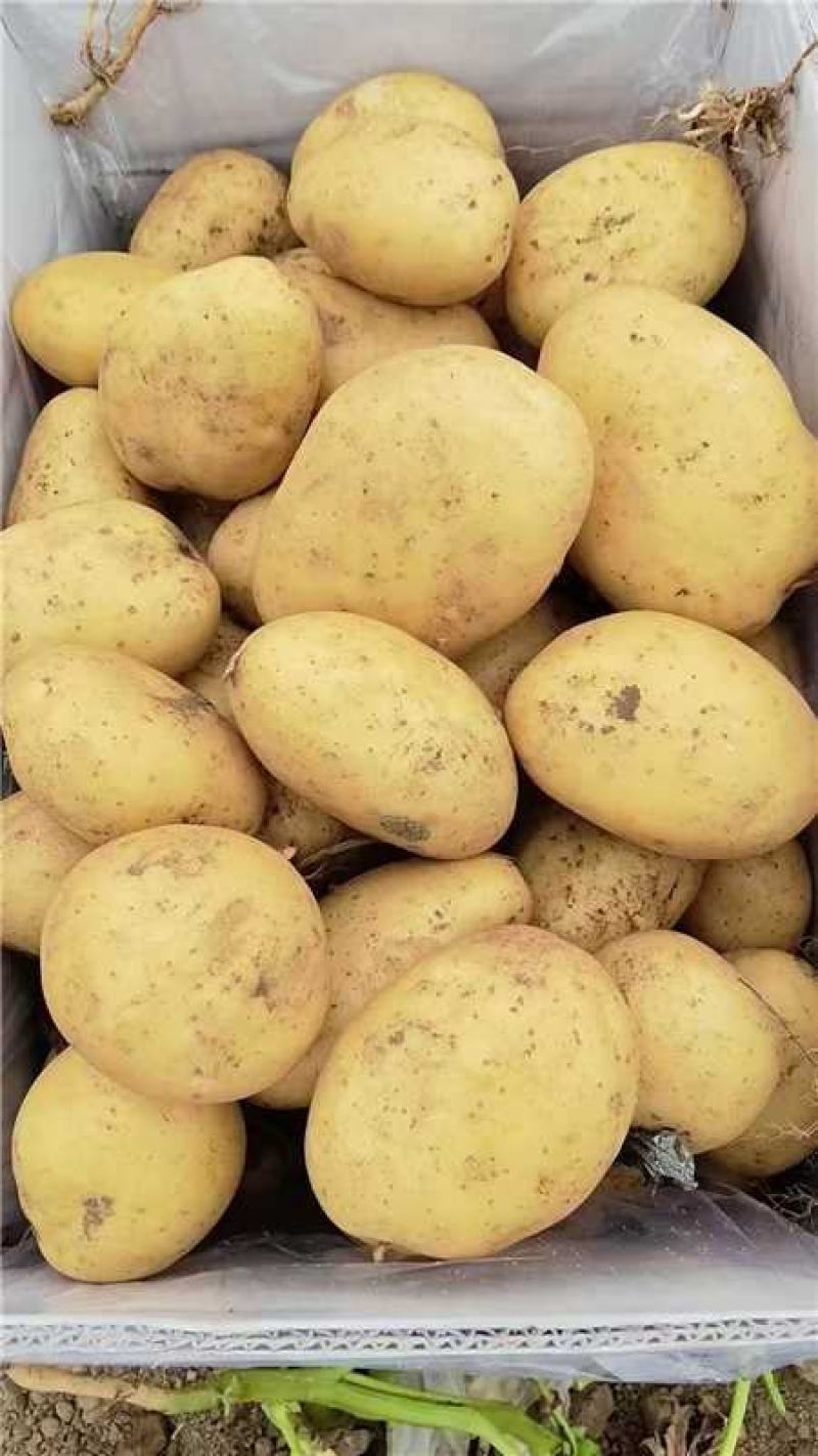 黄心土豆，沃土，v7，量大从优，产地直发，保质保量