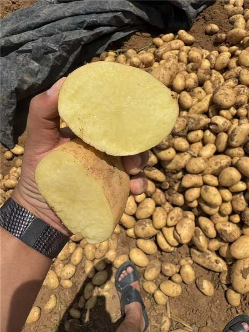 黄心土豆，沃土，v7，量大从优，产地直发，保质保量