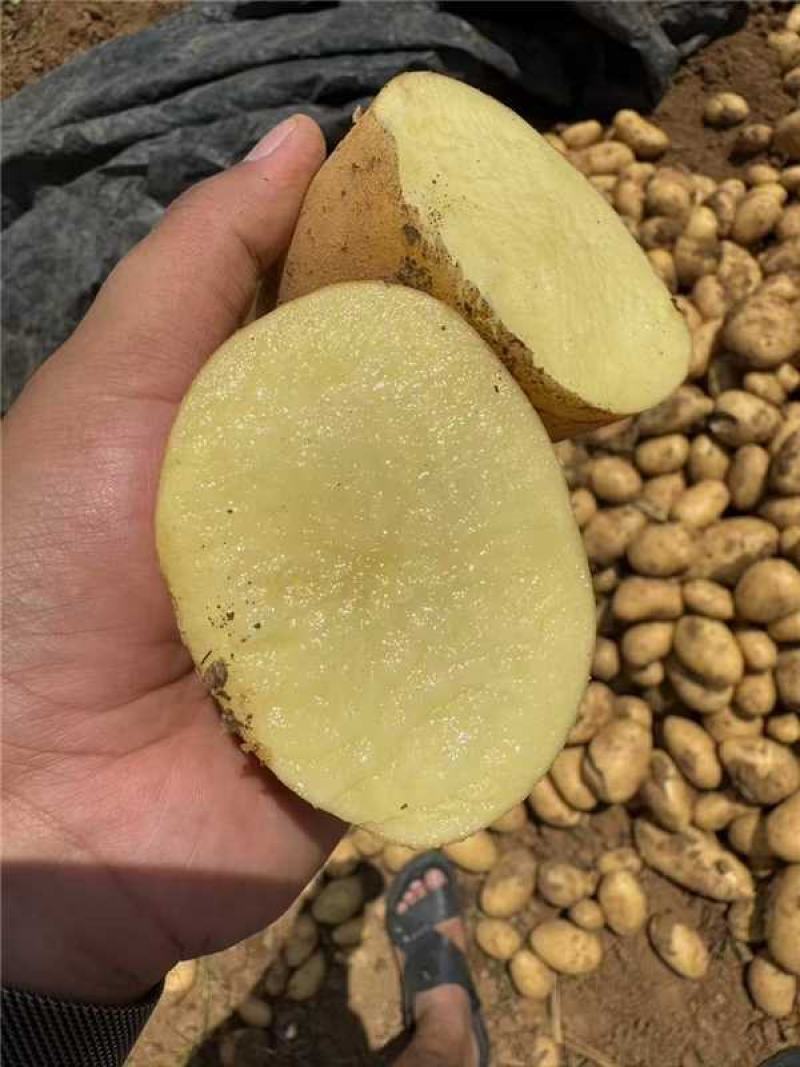 黄心土豆，沃土，v7，量大从优，产地直发，保质保量