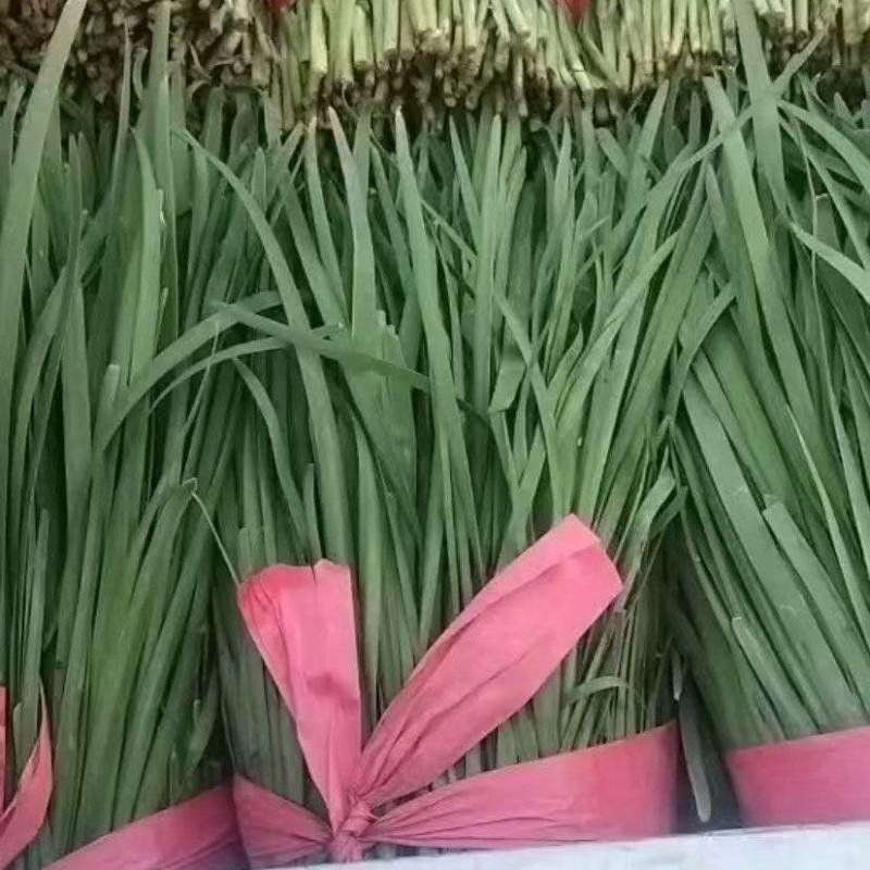 精品韭菜大量上市品质保证量大从优一手货源欢迎联系