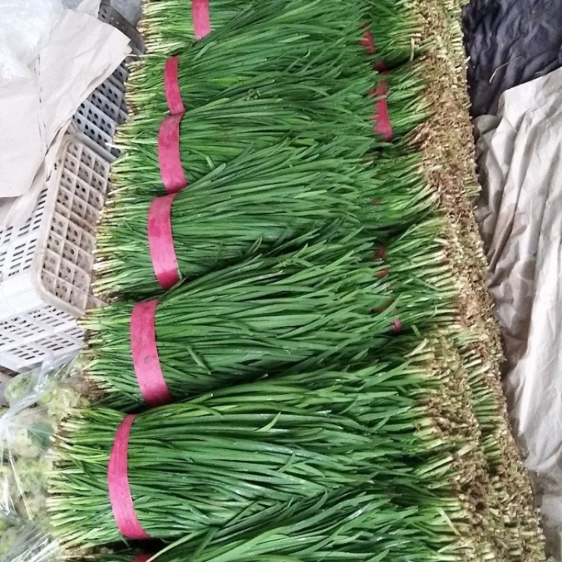 精品韭菜大量上市品质保证量大从优一手货源欢迎联系