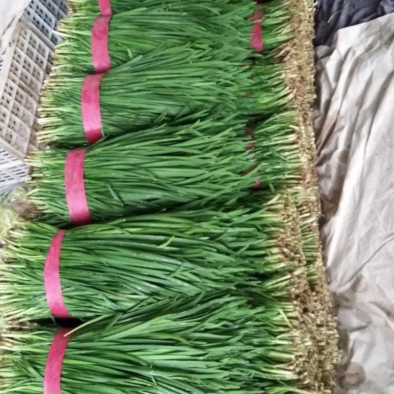 精品韭菜大量上市品质保证量大从优一手货源欢迎联系