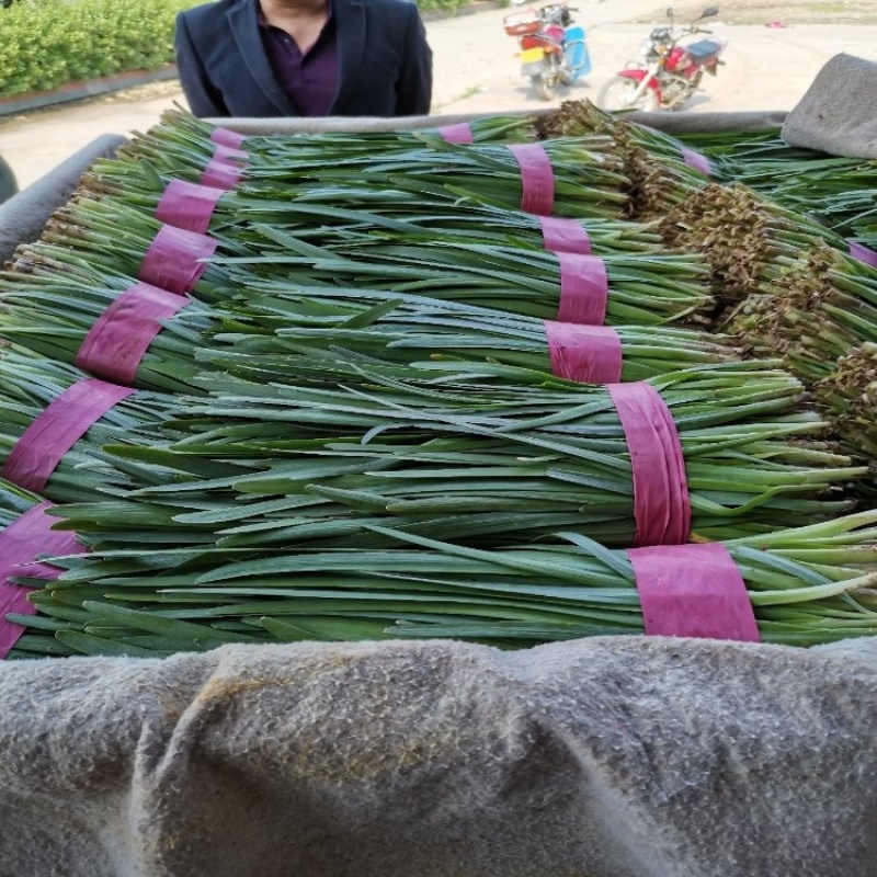 精品韭菜大量上市品质保证量大从优一手货源欢迎联系