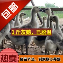一斤左右的大种全母灰鹅