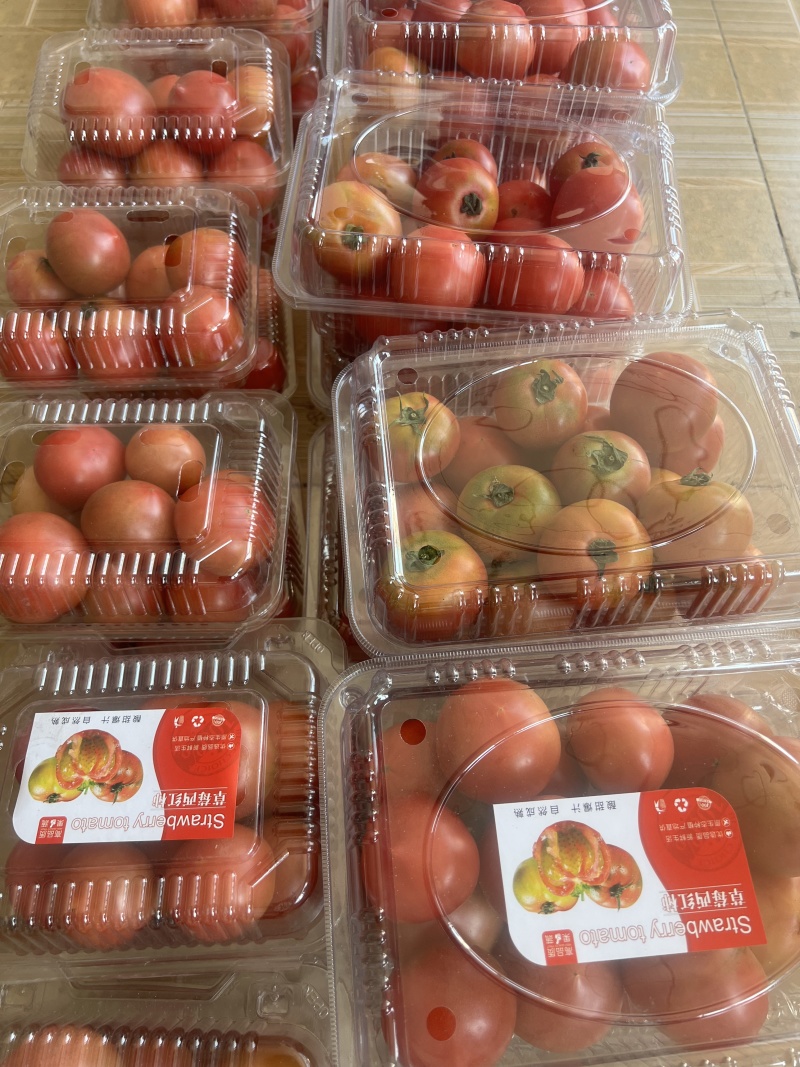 北京通州永乐店自产草莓西红柿