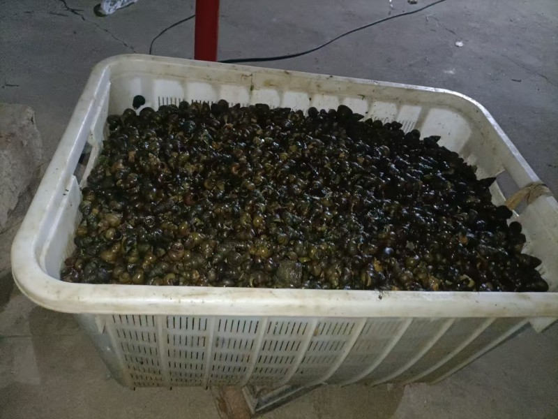 清水库螺狮