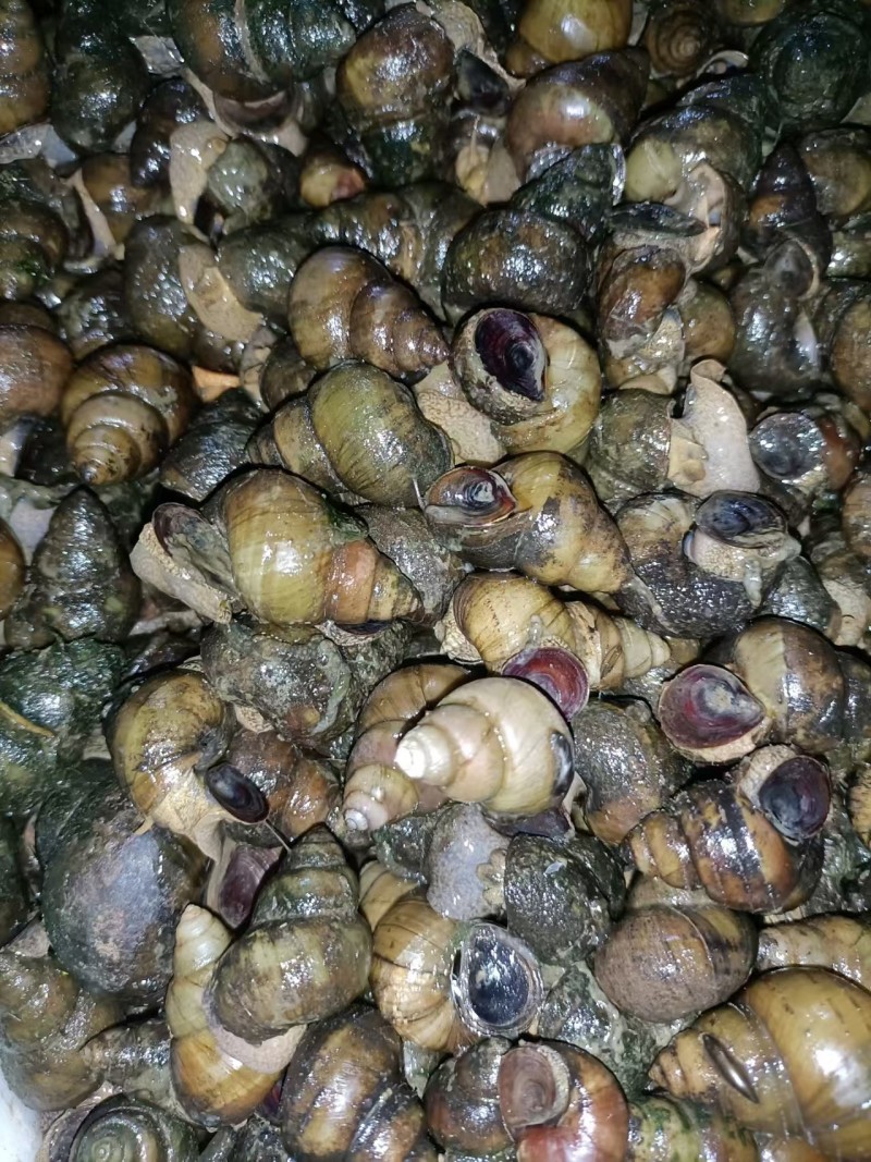清水库螺狮