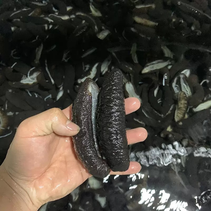 土耳其米刺无刺海参淡干干货希腊海参批发