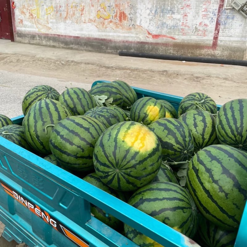 陕西甜王西瓜陕西西瓜皮薄多汁包熟包甜供应市场电商