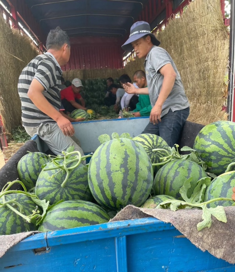 陕西甜王西瓜陕西西瓜皮薄多汁包熟包甜供应市场电商