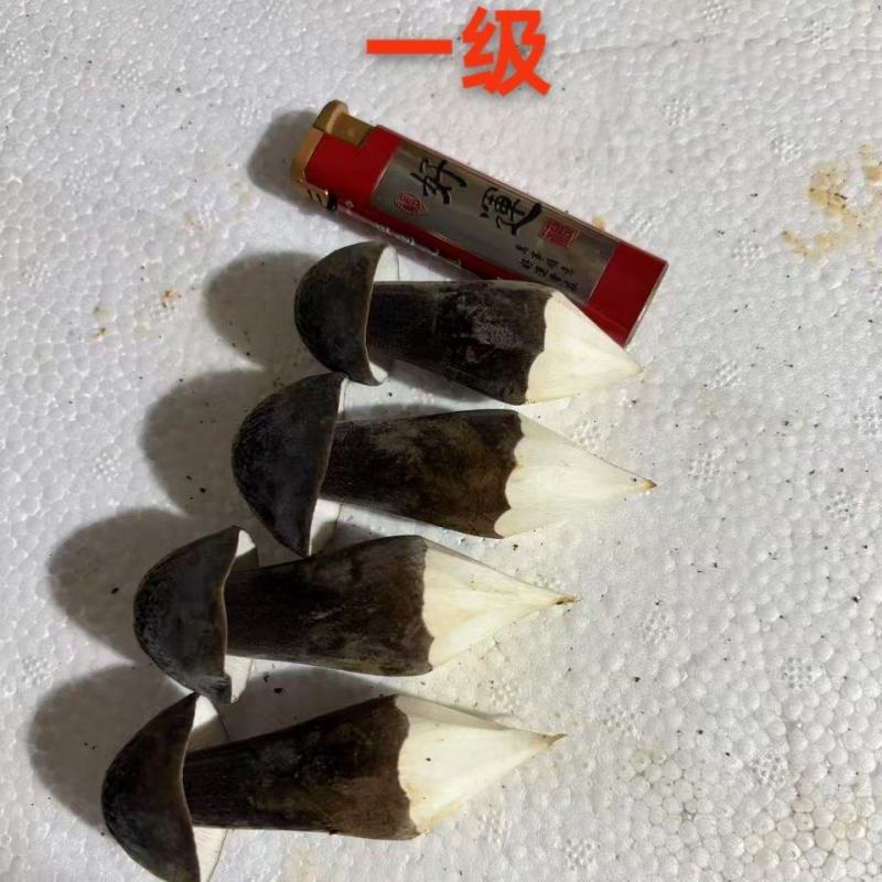 黑皮鸡枞种植基地