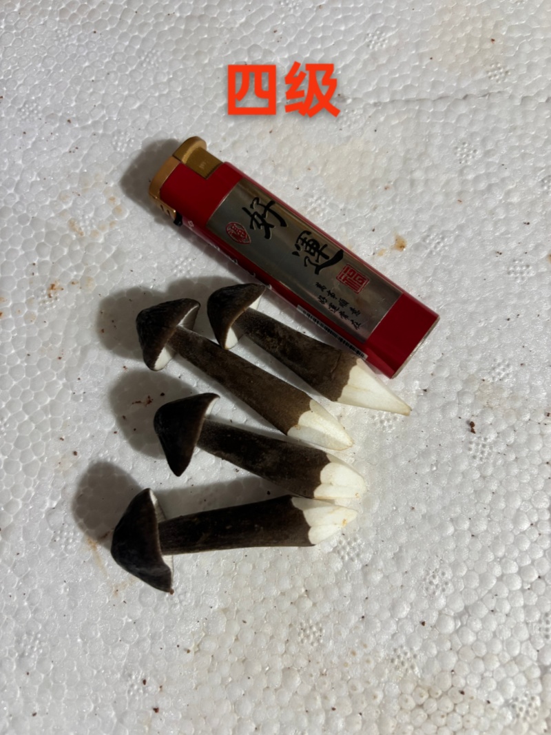 黑皮鸡枞种植基地