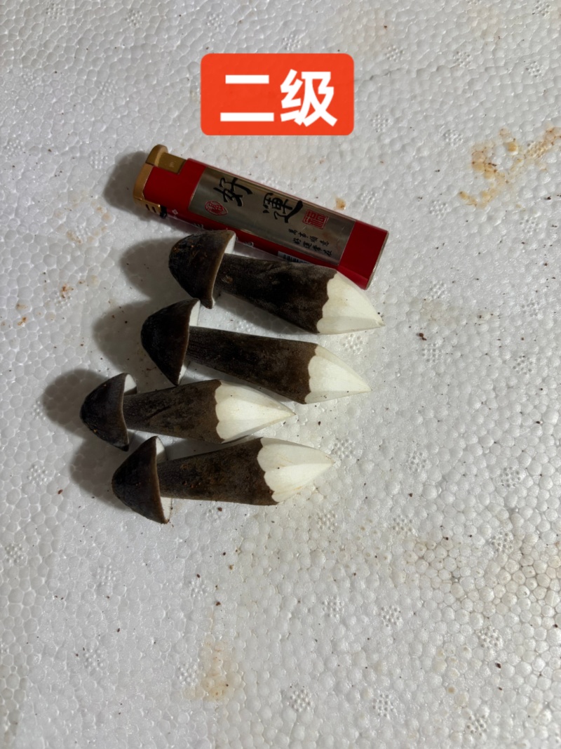 黑皮鸡枞种植基地