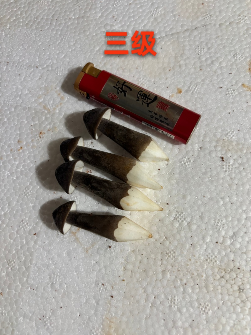 黑皮鸡枞种植基地