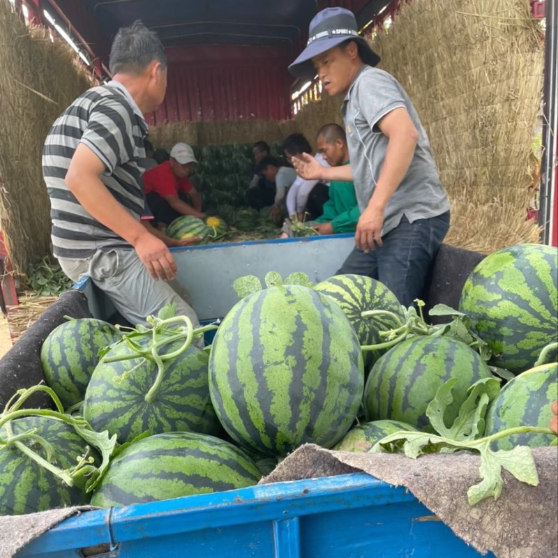 【实力供货】甜王西瓜陕西西瓜货源充足商超品质全国发货
