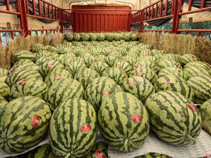 【实力供货】甜王西瓜陕西西瓜货源充足商超品质全国发货