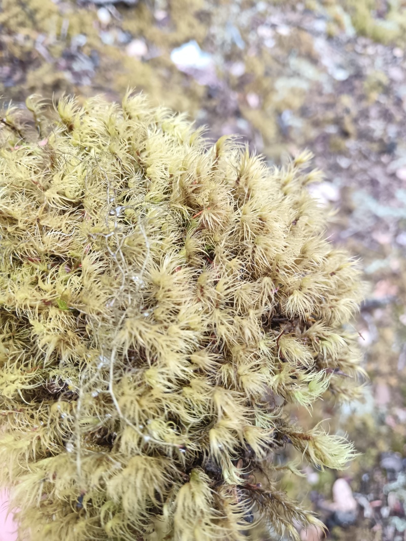 清苔