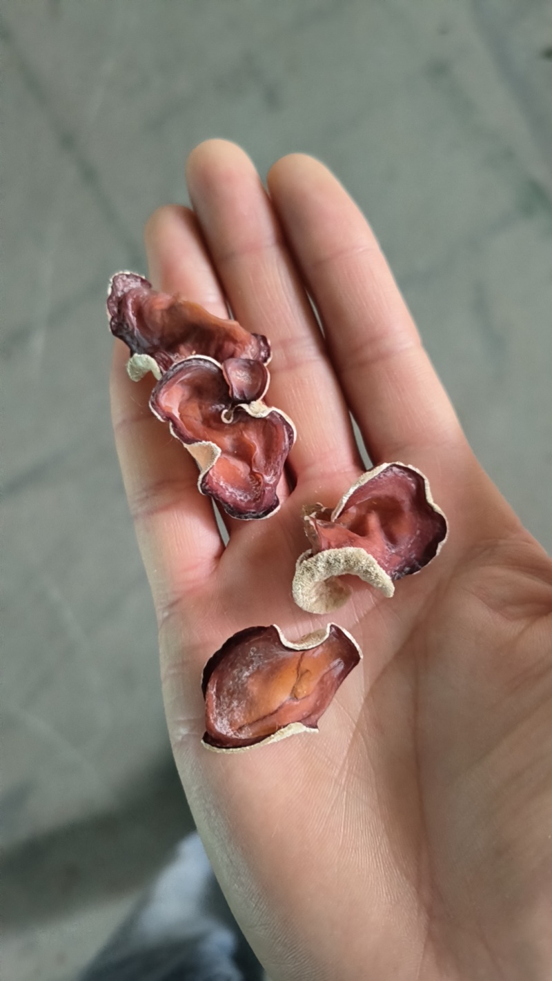 粉耳粉木耳贵妃耳