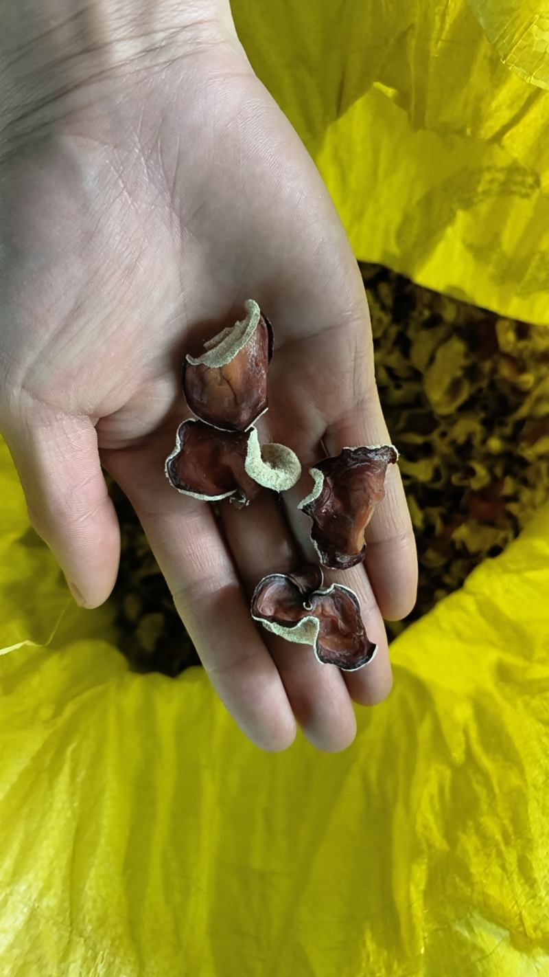 粉耳粉木耳贵妃耳
