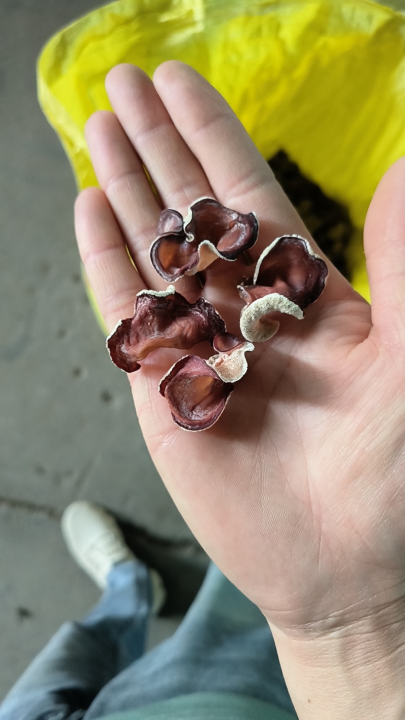 粉耳粉木耳贵妃耳