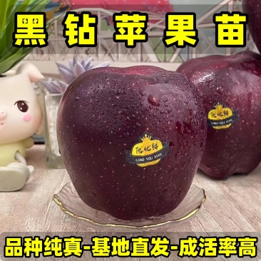 正品黑钻苹果苗品种纯真基地现起现发成活率高