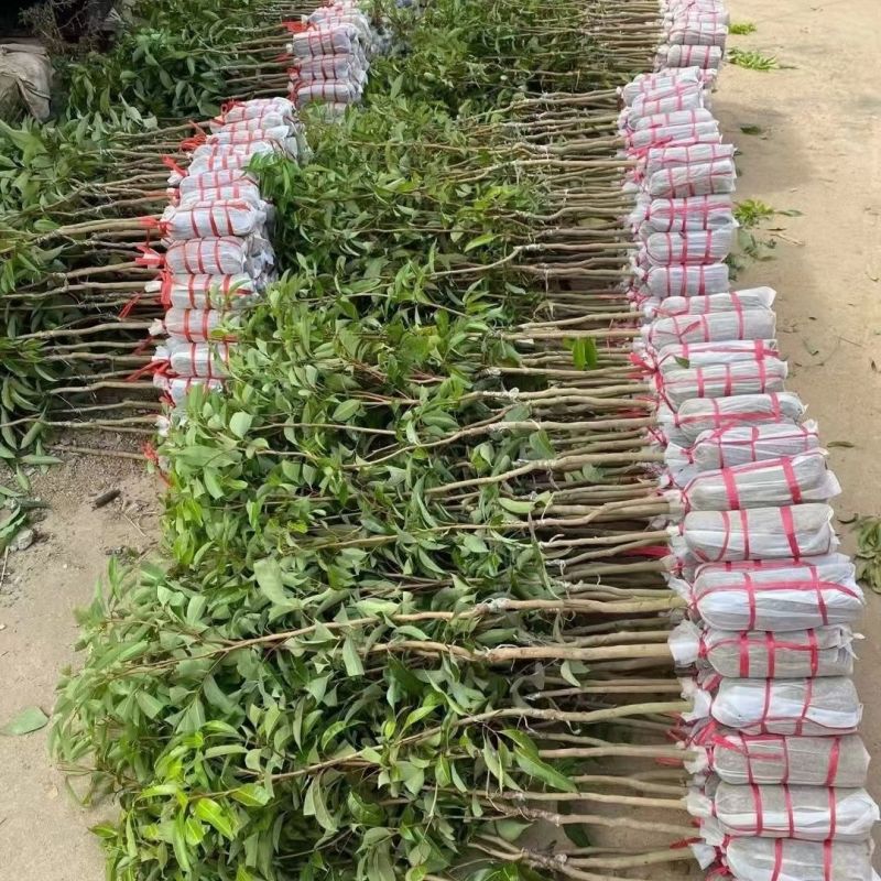广西荔枝苗，一到多年苗大量有货，保质保量，欢迎老板