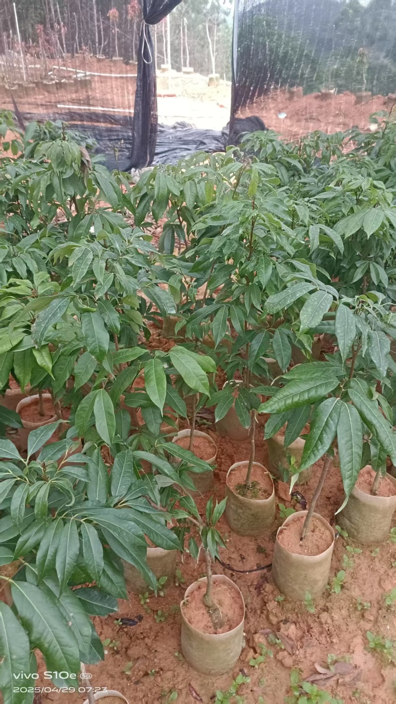 广西荔枝苗，一到多年苗大量有货，保质保量，欢迎老板