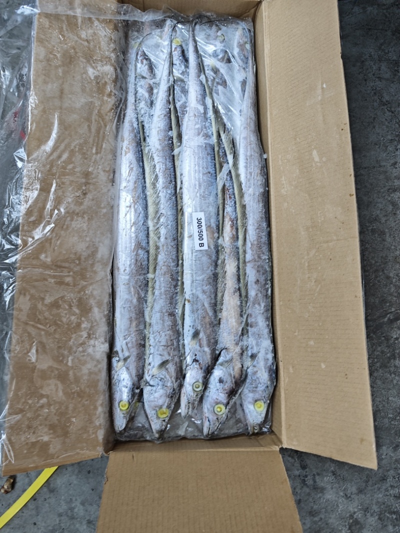 带鱼300/500。500/700B带