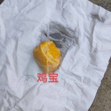 鸡宝