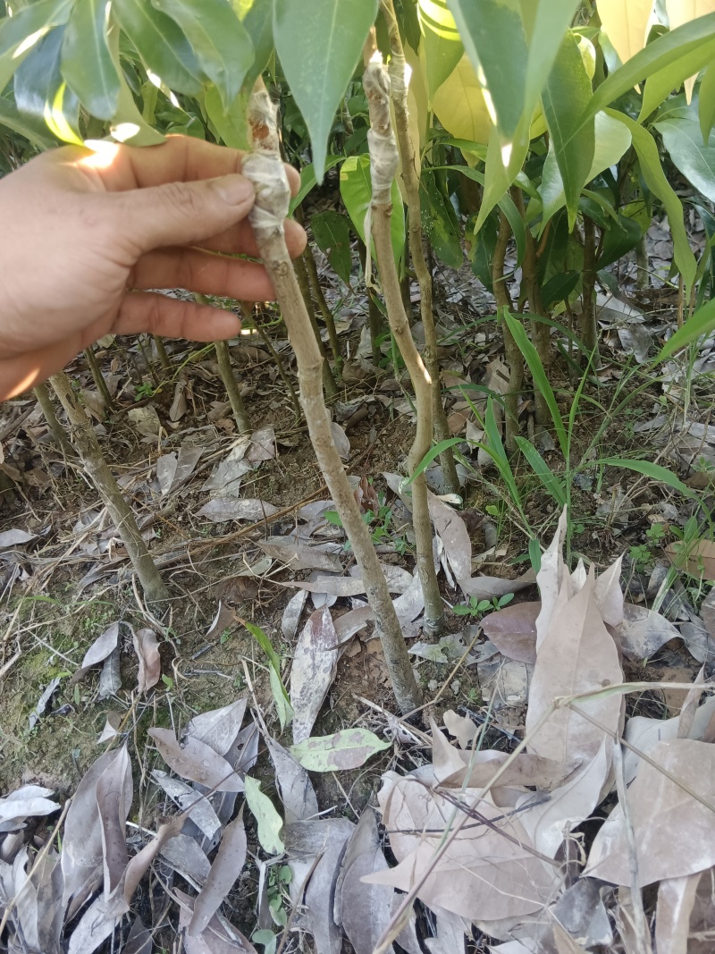 广西荔枝苗，一到多年苗大量有货，保质保量，欢迎老板咨询