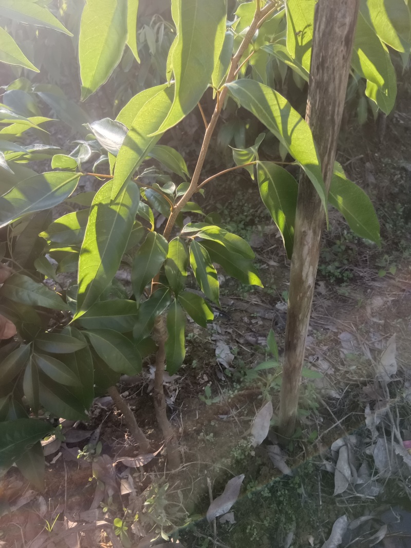 广西荔枝苗，一到多年苗大量有货，保质保量，欢迎老板咨询