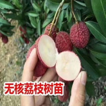 广西荔枝苗，一到多年苗大量有货，保质保量，欢迎老板咨询