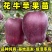 正品花牛苹果苗品种纯真基地现起现发成活率高提供技术