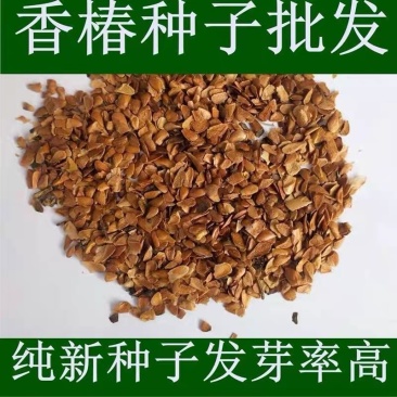 香椿种子基地直销包发芽去翅净籽红油香椿四季采收