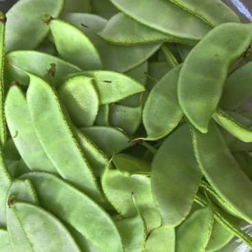 【量大优惠】淮安绿扁豆品质保障对接批发电商商超